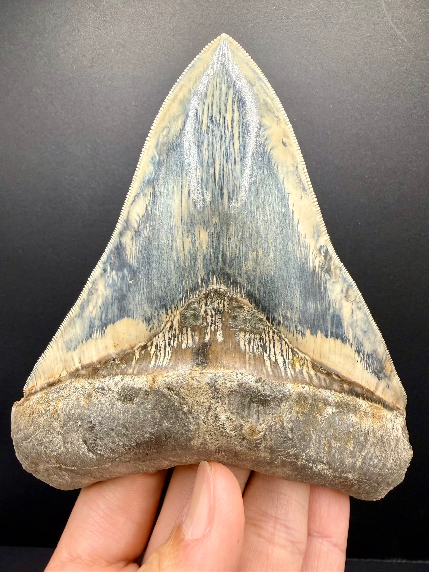 Megalodon Tooth