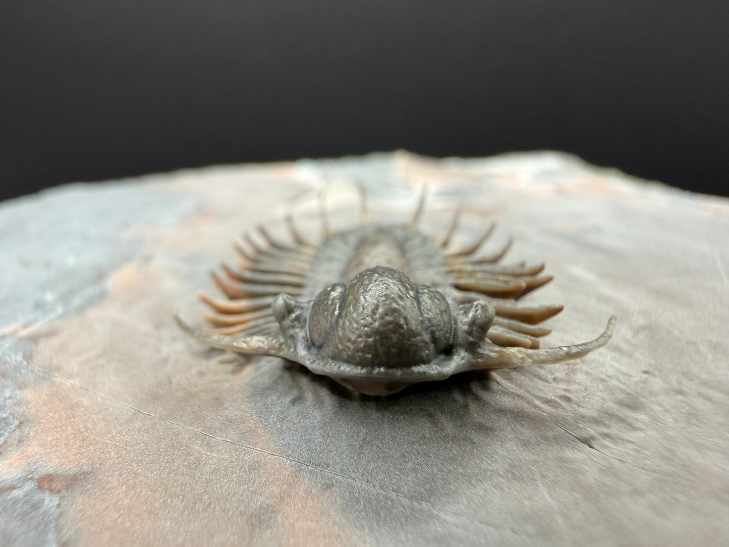 Acanthopyge Trilobite