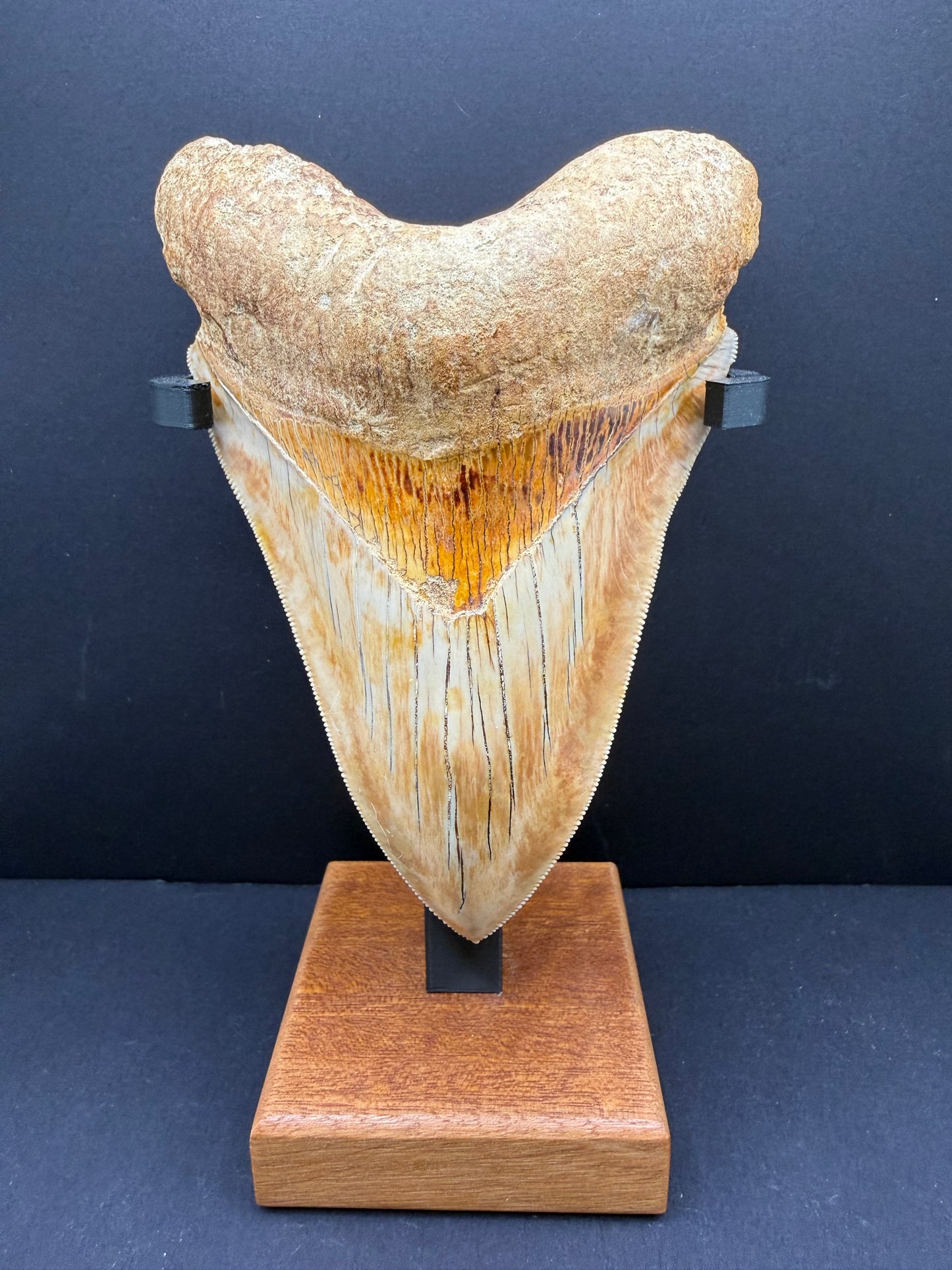 Megalodon Tooth