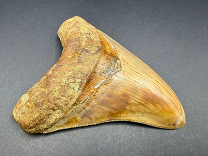 Megalodon Tooth