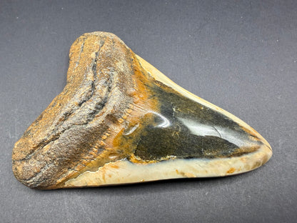 Megalodon Tooth