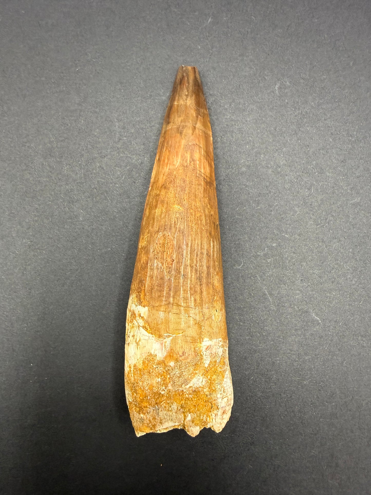 Spinosaurus Tooth