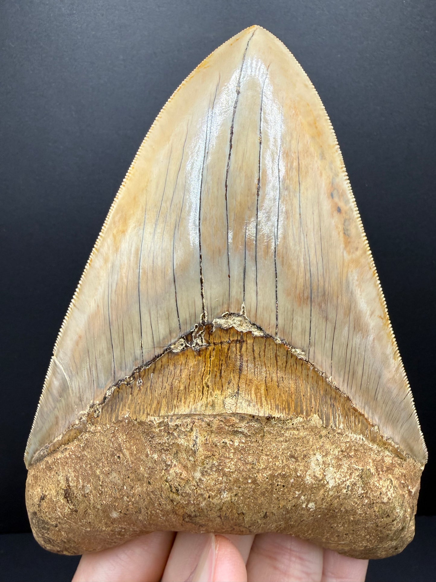 Megalodon Tooth