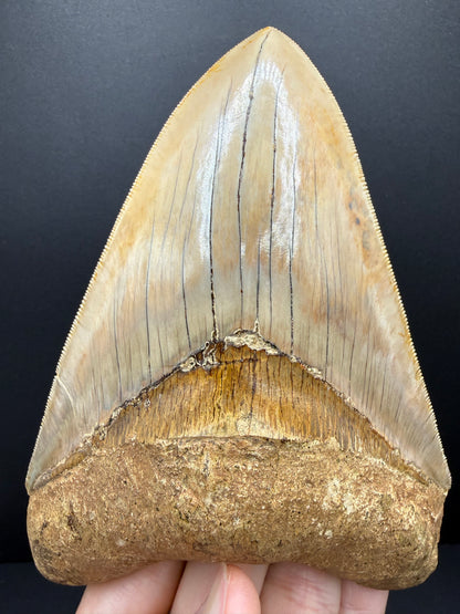 Megalodon Tooth