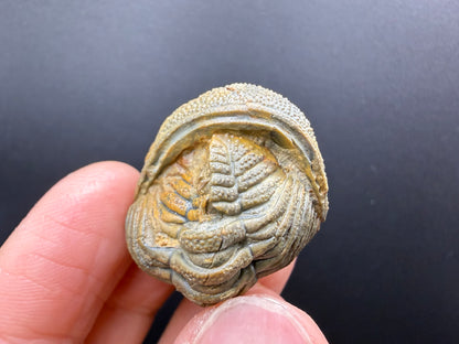 Enrolled Moroccops Trilobite