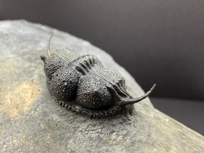 Cyphaspides Trilobite