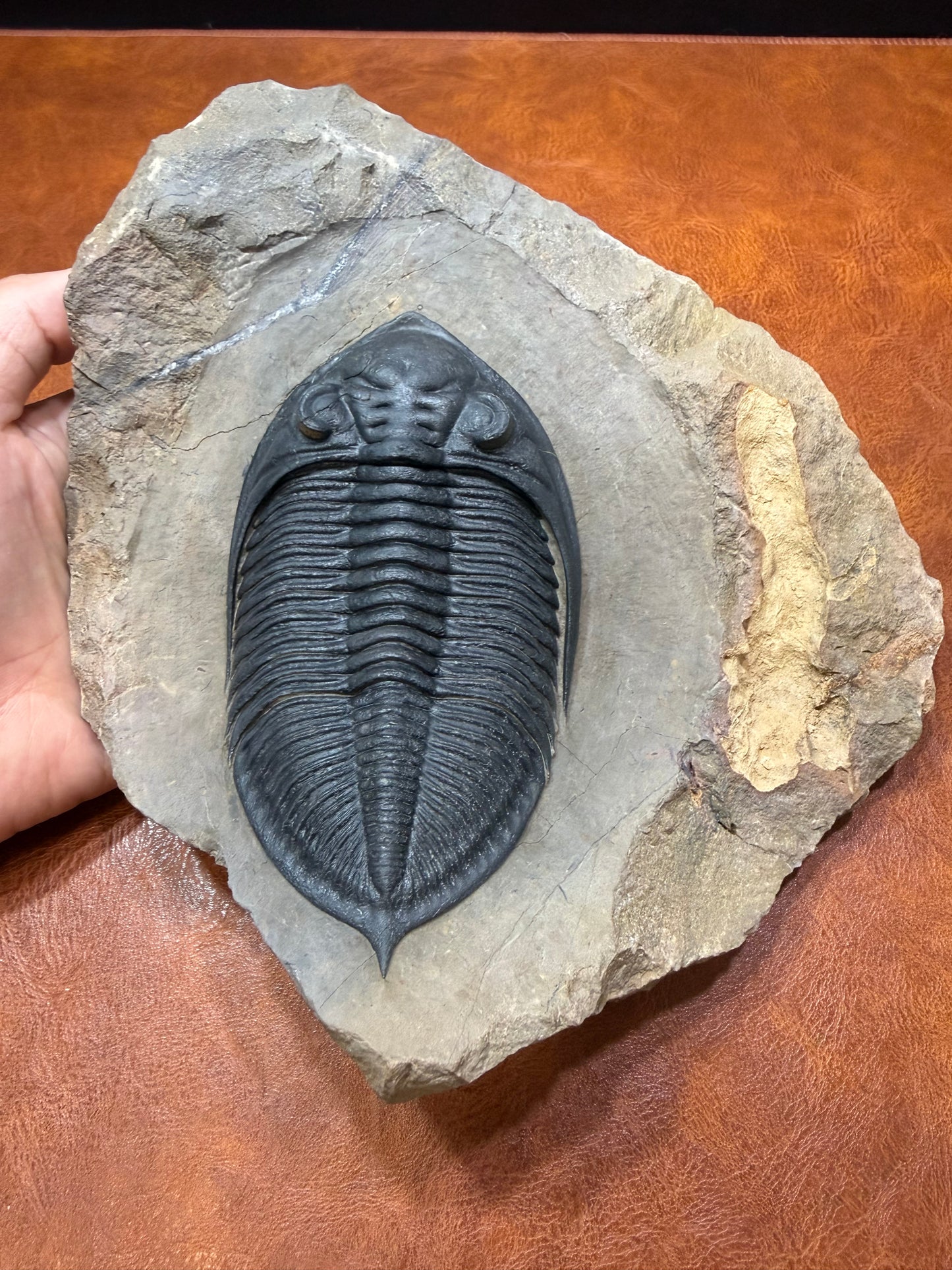 Zilchovaspis Trilobite