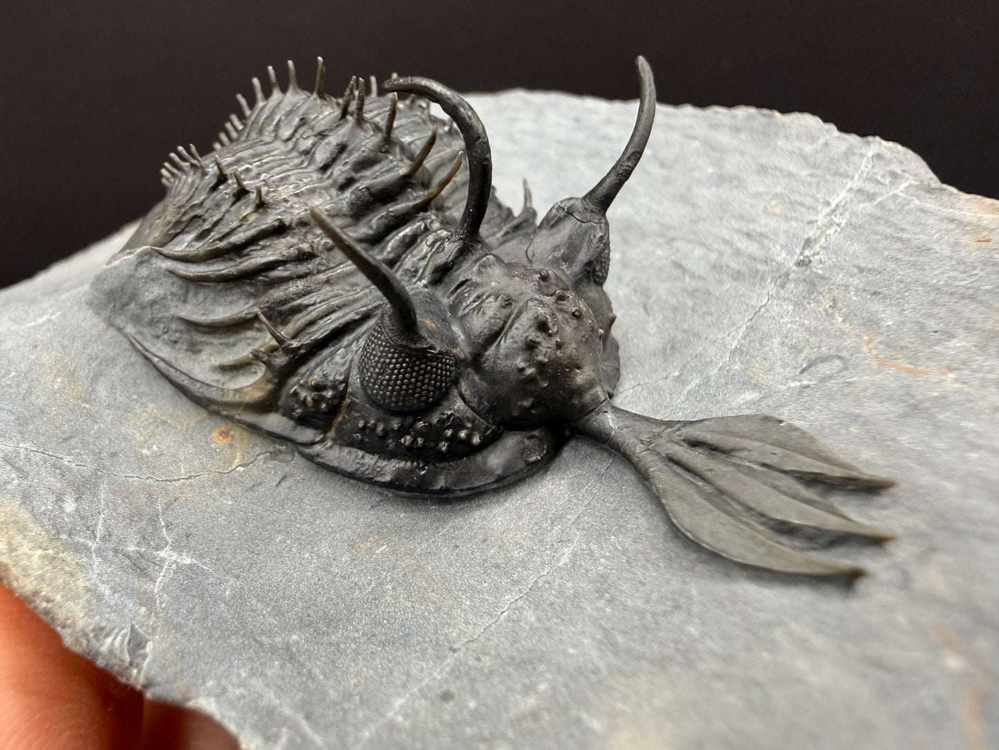 Walliserops Trilobite