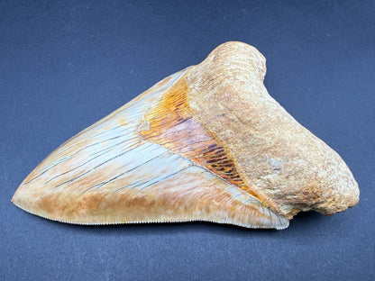 Megalodon Tooth