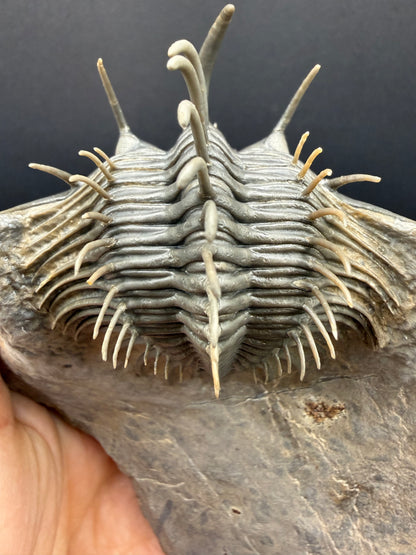 Comura Trilobite