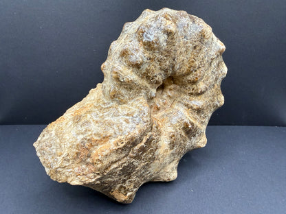 Mammites Ammonite