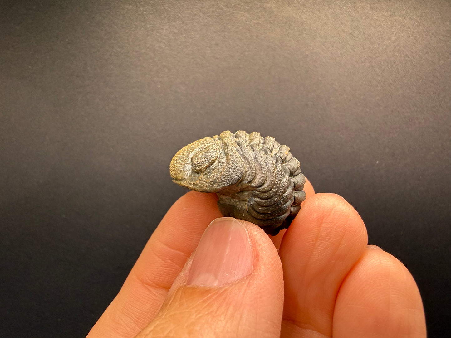 Enrolled Moroccops Trilobite