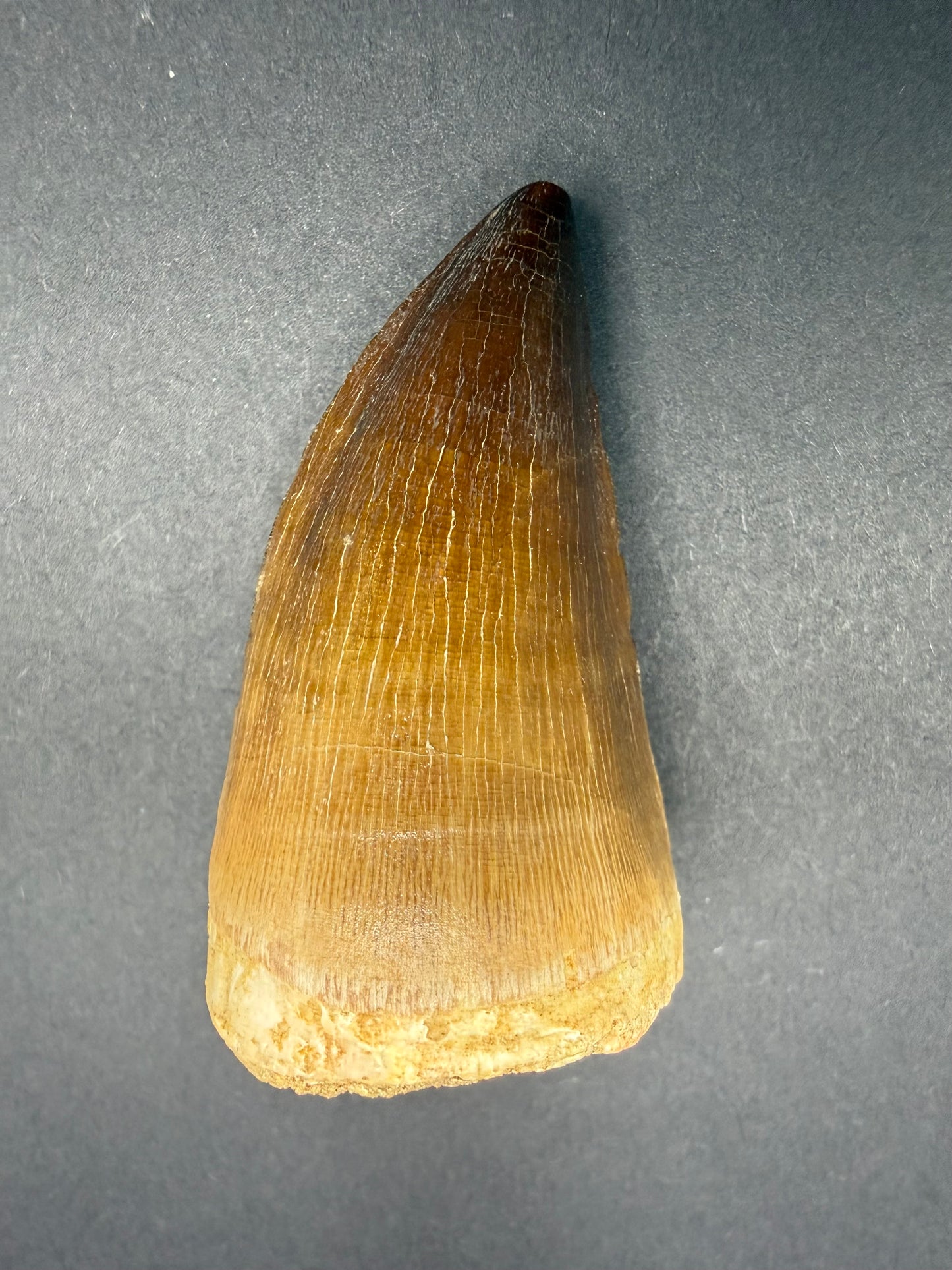 Mosasaur Tooth