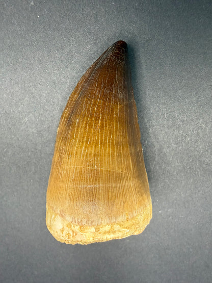 Mosasaur Tooth