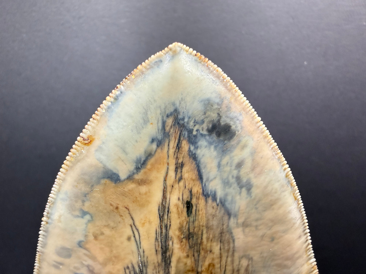 Megalodon Tooth