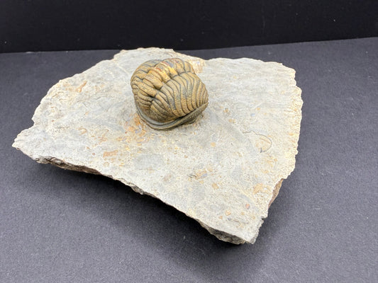 Enrolled Moroccops Trilobite