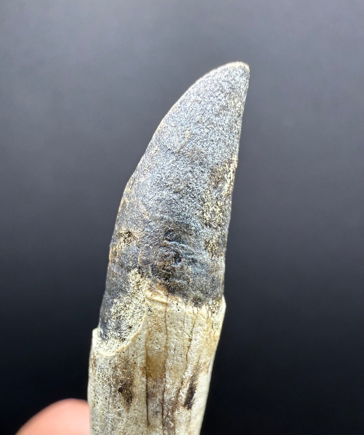 Dolphin Tooth