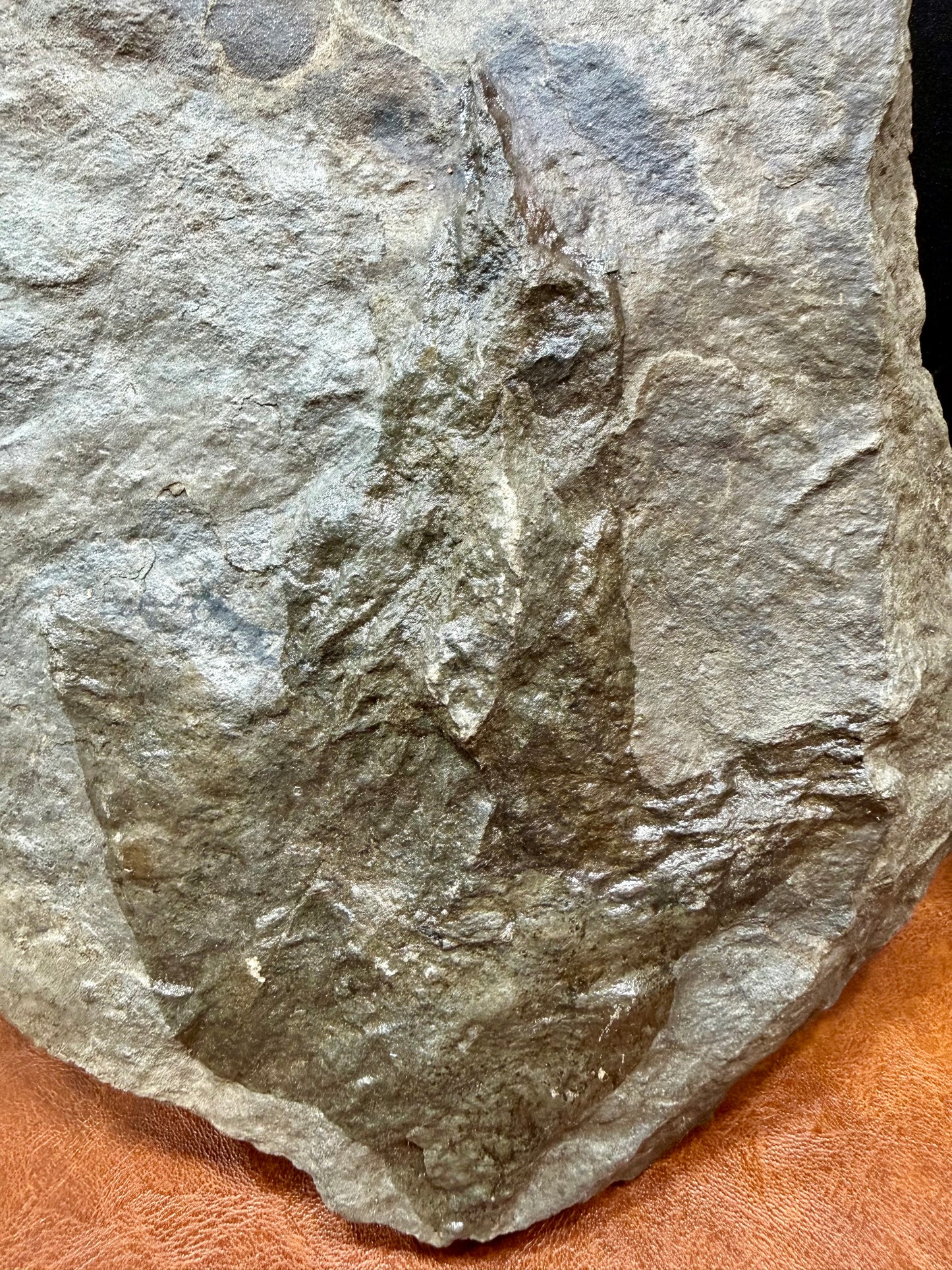Dinosaur Trace