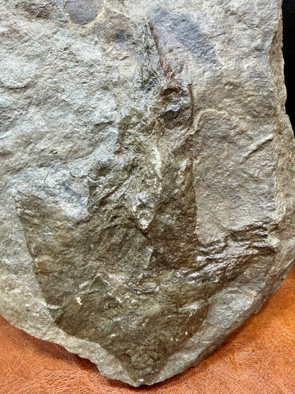 Dinosaur Trace