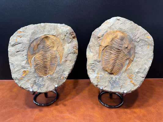 Cambropallas Cambrian Trilobite