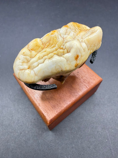 Cave Bear Tooth