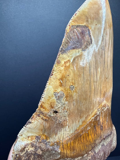 Megalodon Tooth