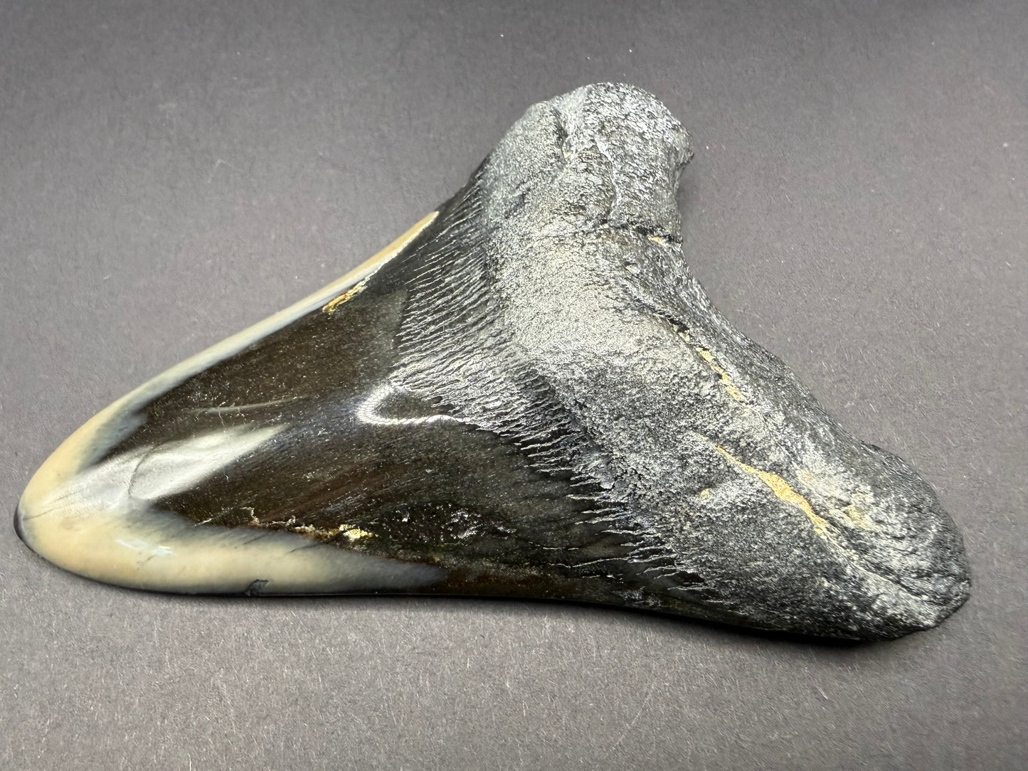 Megalodon Tooth