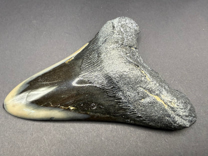 Megalodon Tooth