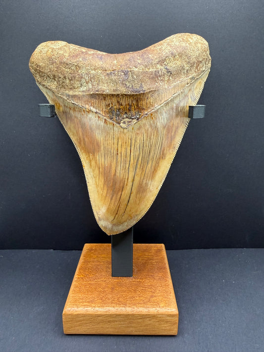 Megalodon Tooth