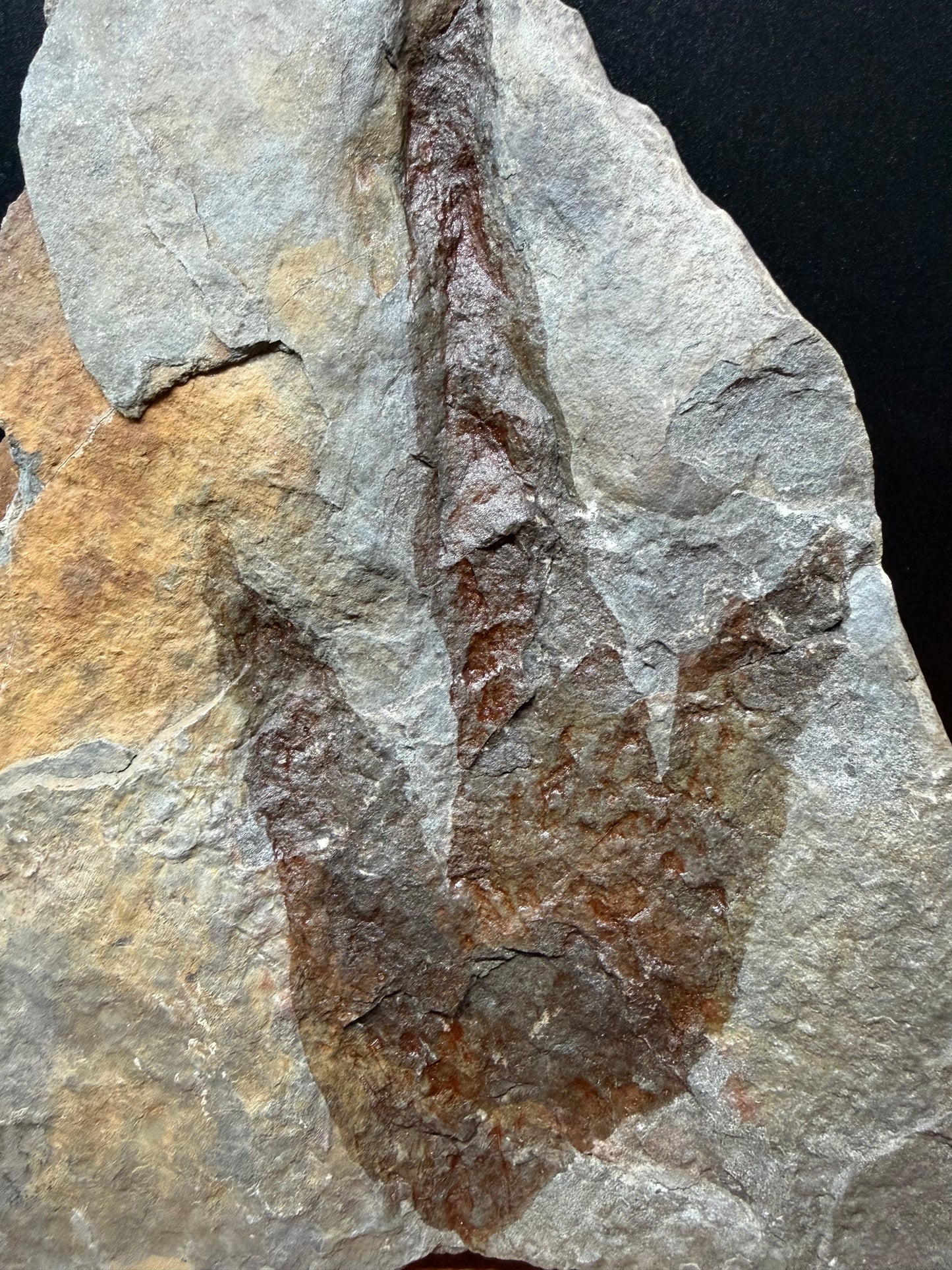 Dinosaur Trace