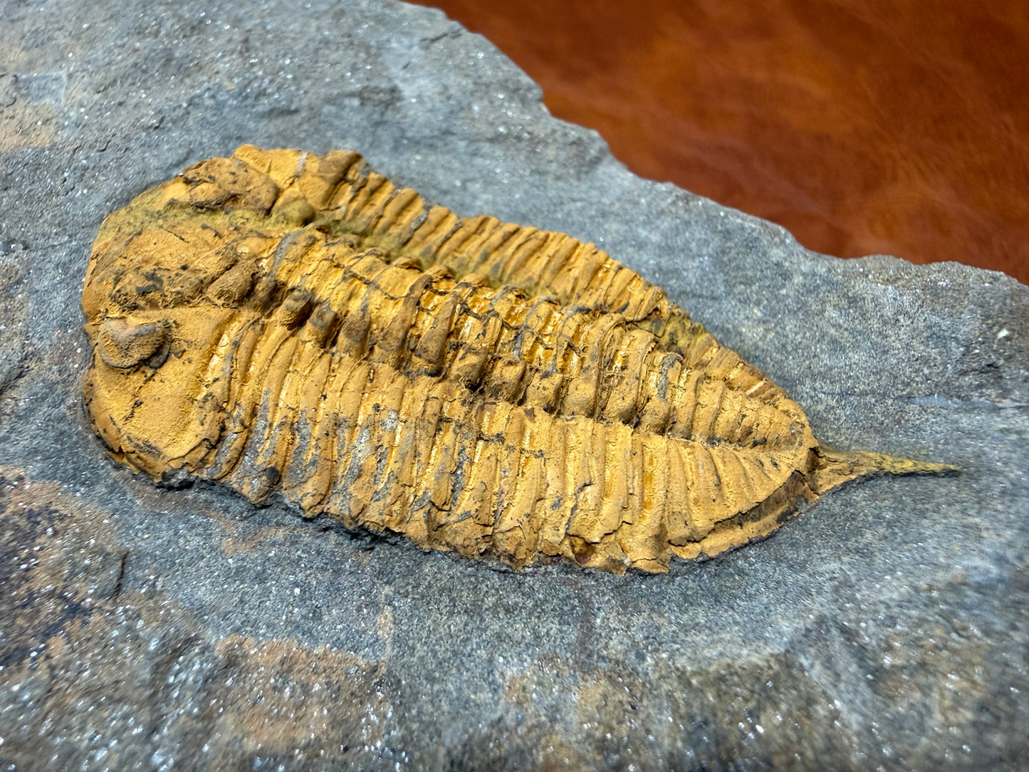 Dalmanitid Ordovician Trilobite