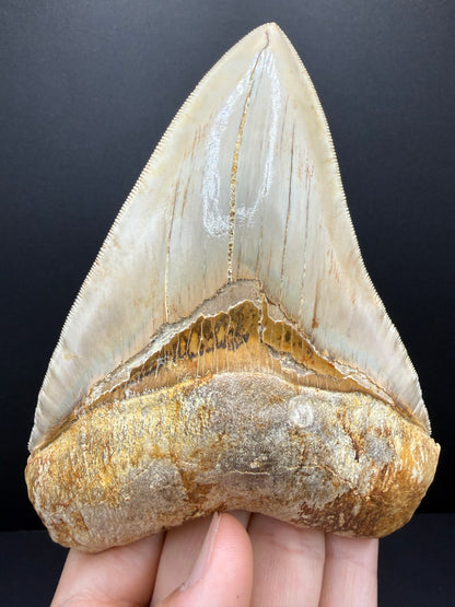 Megalodon Tooth