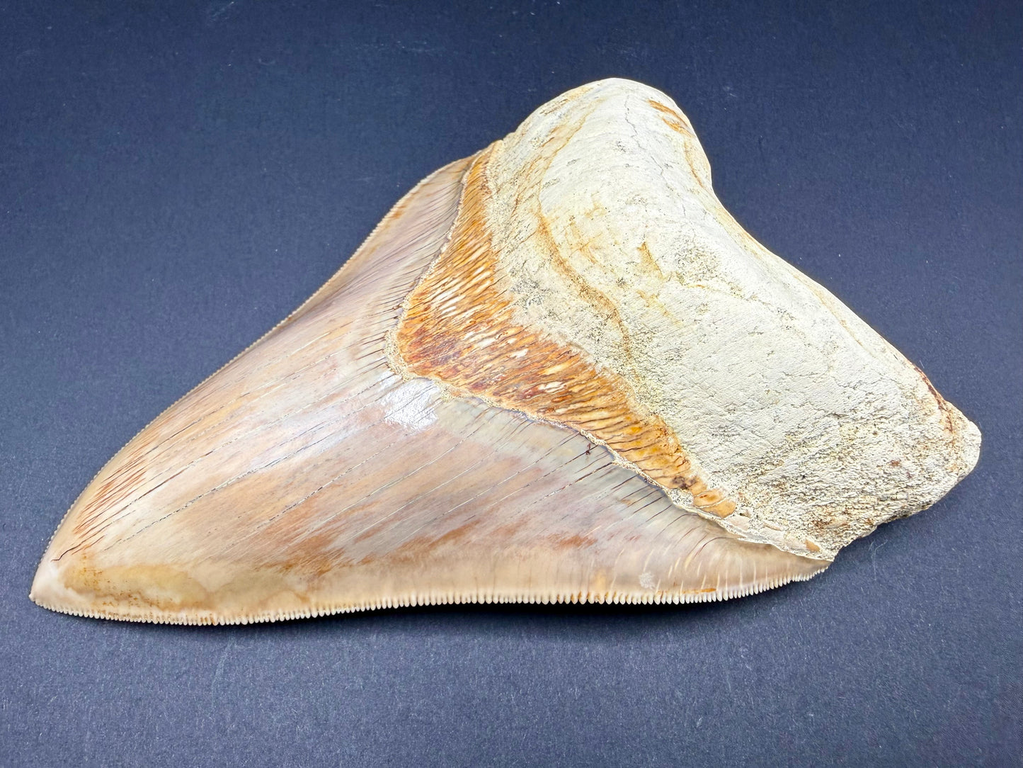 Megalodon Tooth