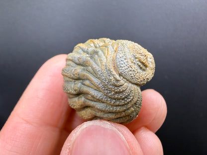 Enrolled Moroccops Trilobite