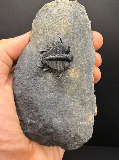 Cyphaspides Trilobite