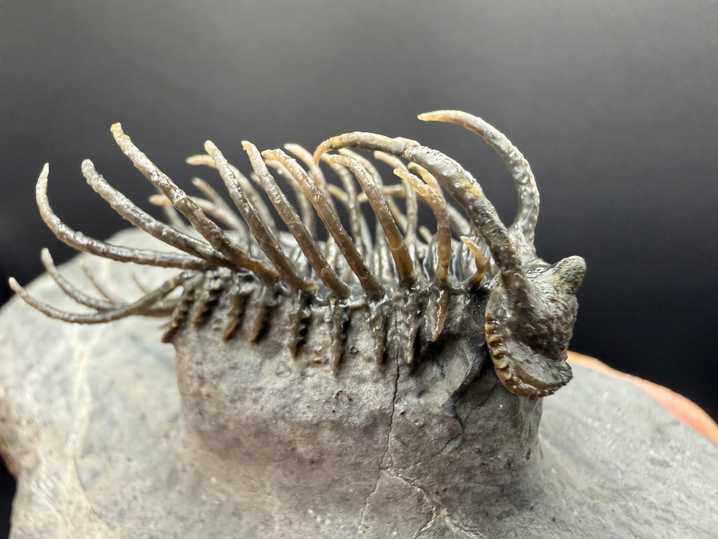 Koneprusia Trilobite