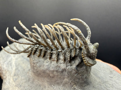 Koneprusia Trilobite