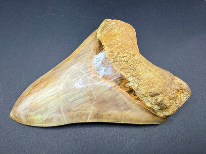 Megalodon Tooth