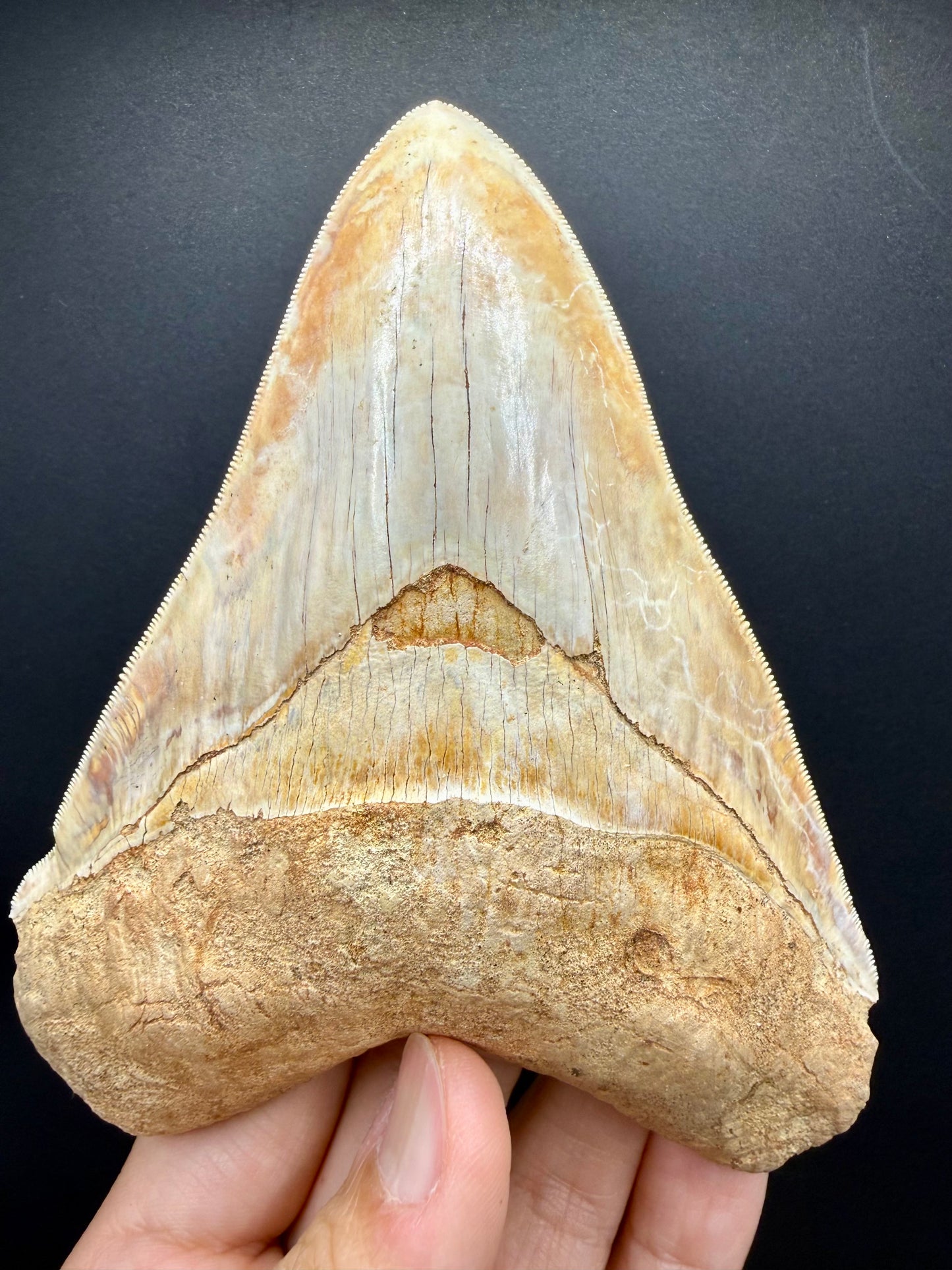 Megalodon Tooth