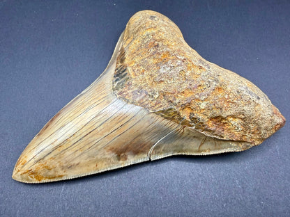 Megalodon Tooth