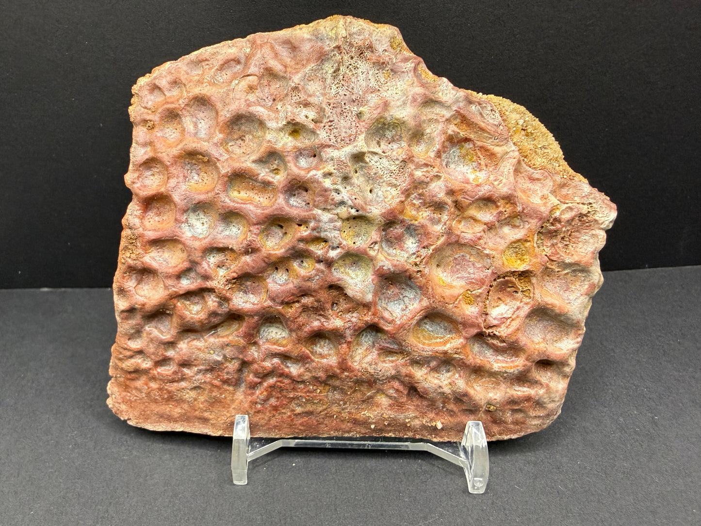 Crocodile Osteoderm