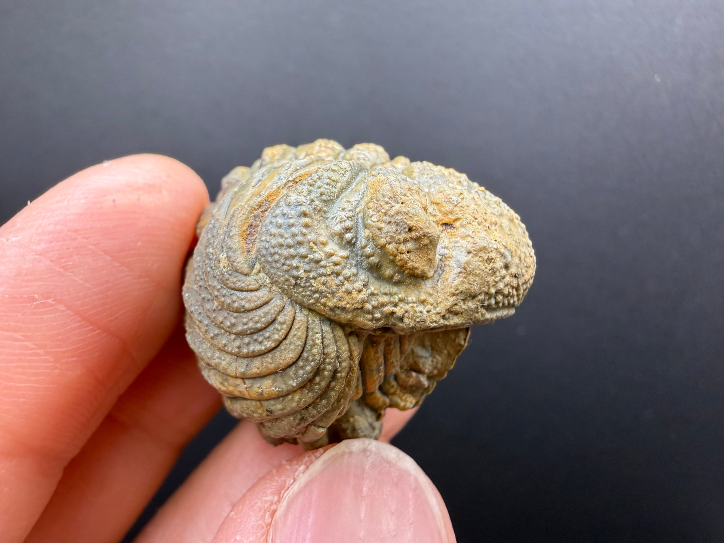 Enrolled Moroccops Trilobite