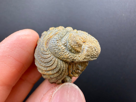 Enrolled Moroccops Trilobite