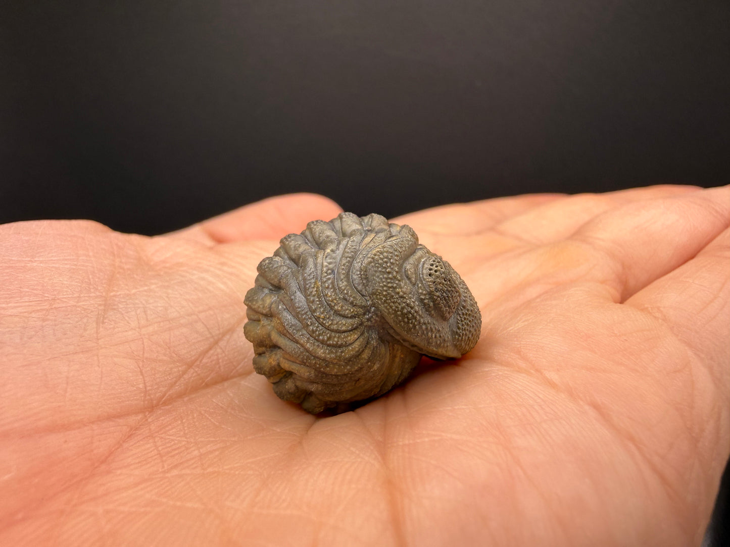 Enrolled Moroccops Trilobite