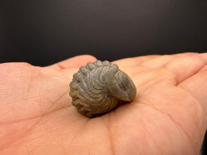 Enrolled Moroccops Trilobite