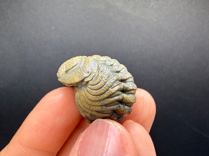 Enrolled Moroccops Trilobite