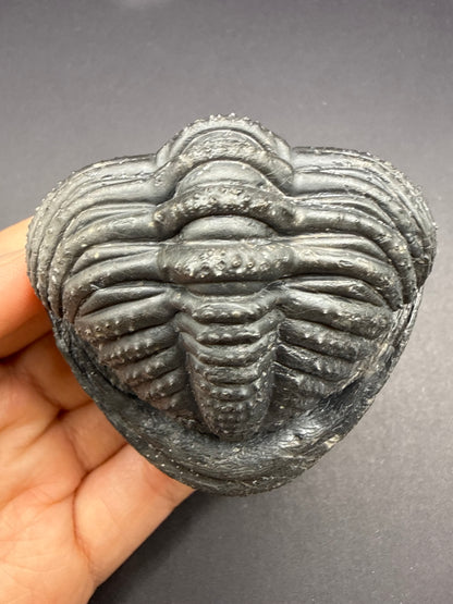 Drotops Trilobite
