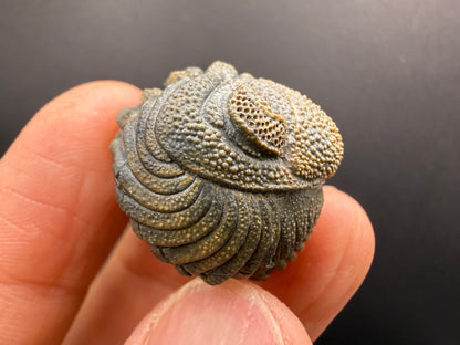 Enrolled Moroccops Trilobite