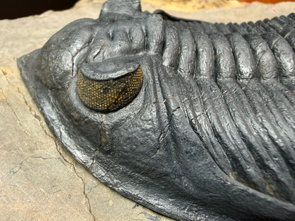 Zilchovaspis Trilobite