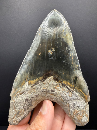 Megalodon Tooth